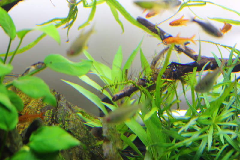 植栽から1日目　ニューラージリーフハイグロ